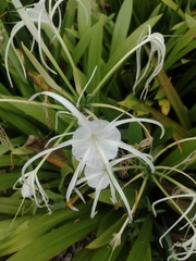 Hymenocallis speciosa