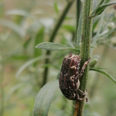 Protaetia fusca