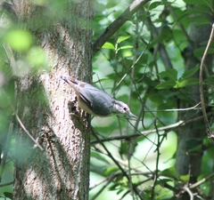 Sitta europaea caesia