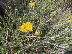 Helichrysum cymosum