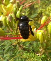 Xylocopa augusti