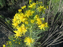 Euryops tenuissimus