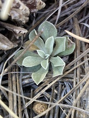 Antennaria parvifolia
