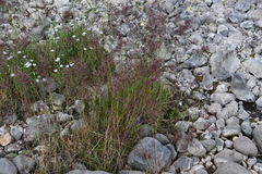 Poa alpigena