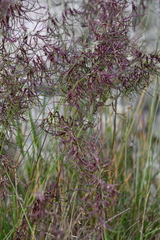 Poa alpigena