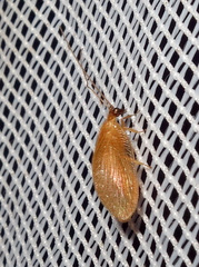 Hemerobius