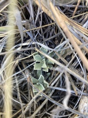 Antennaria parvifolia
