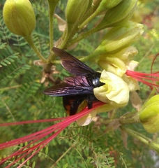 Xylocopa augusti