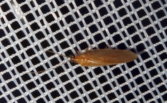 Hemerobius
