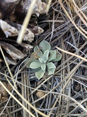 Antennaria parvifolia