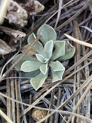 Antennaria parvifolia