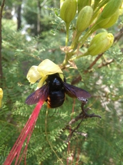 Xylocopa augusti