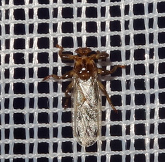 Hippoboscidae