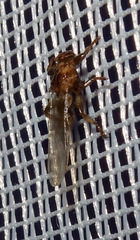 Hippoboscidae