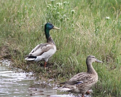 Anas platyrhynchos platyrhynchos