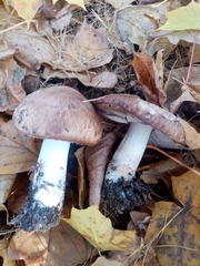 Tricholoma fulvum