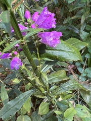 Physostegia virginiana