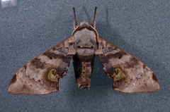 Daphnusa ocellaris