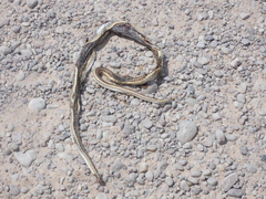 Psammophis leightoni