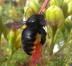 Xylocopa augusti