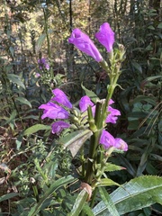 Physostegia virginiana