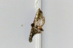 Thyrididae