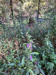 Physostegia virginiana