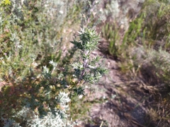 Cliffortia ruscifolia