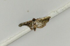 Thyrididae