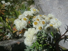 Anaphalis morrisonicola