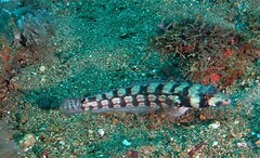 Parapercis tetracantha