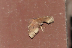 Bastilla