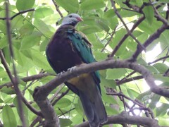 Ptilinopus magnificus