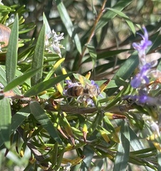 Apis mellifera