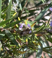 Apis mellifera