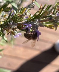 Apis mellifera
