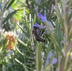 Apis mellifera