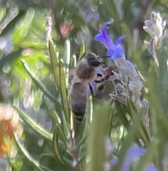 Apis mellifera