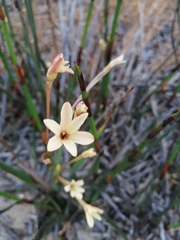 Ixia paniculata
