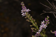 Philotheca spicata
