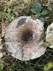 Lactarius controversus