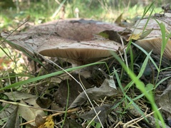 Lactarius controversus