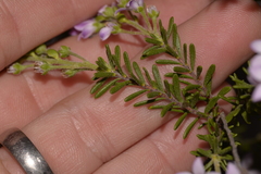 Philotheca spicata