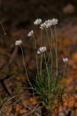 Laxmannia omnifertilis