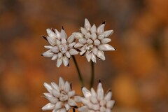 Laxmannia omnifertilis