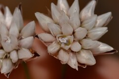 Laxmannia omnifertilis