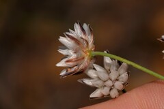 Laxmannia omnifertilis