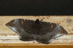 Cyclidia orciferaria