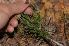 Laxmannia omnifertilis