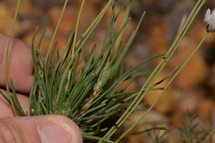 Laxmannia omnifertilis